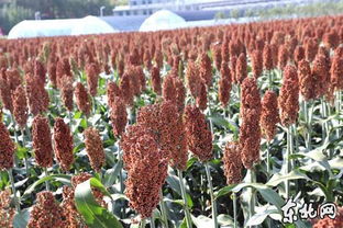 黑龍江墾區農作物長勢喜人 水稻玉米豐收在望