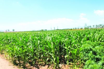 景泰縣國土資源工作紀實 沃土育佳果，科技興農譜新篇