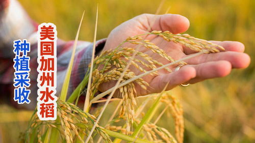 生態農業的雙重奏 加州稻農的濕地保育與水果種植的可持續智慧