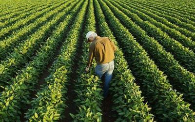 從泥土到餐桌 一位臺灣農民的綠色創業夢